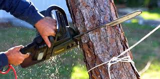 How Our Tree Care Process Works  in  Asheboro, NC